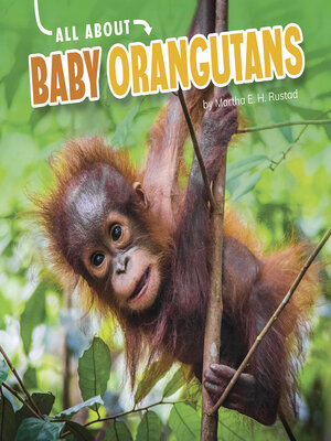 cover image of All About Baby Orangutans